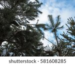  young pine trees in winter
