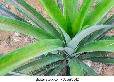 Young Pineapple Plants - Shutterstock ID 305690342