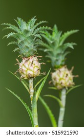  Young Pineapple Tree