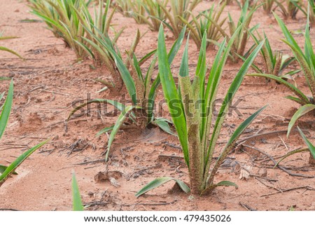 Similar – Foto Bild Bio Lauch Zwiebeln