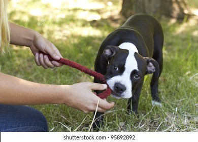 pitbull tug rope