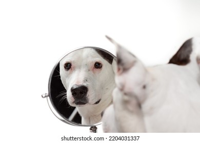 Young Pitbull Or Pit Bull Terrier Dog Looking At His Reflection In The Mirror With Stoic Expression While Making Direct Eye Contact