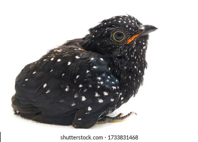 
A young plaintive cuckoo bird (Cacomantis merulinus) isolated on white background - Shutterstock ID 1733831468