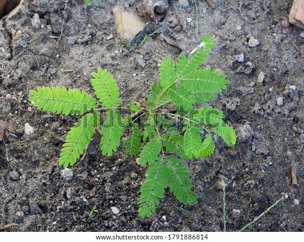 Young Plant Albizia Julibrissin Native Tropical Stock Photo 1791886814 ...