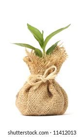 Young Plant In Bag