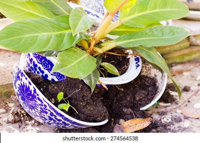 Young Plant In A Broken Flower Pot