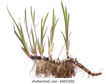 young plant calamus with root on white background