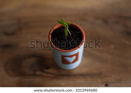 Young plant of chili peppers in a pot from high angle shot