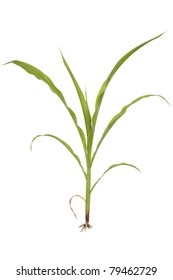 Young Plant Corn With Root On White Background