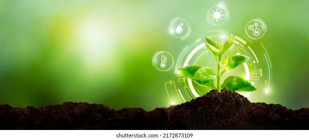 Young plant with cyber display of technological smart farming 4.0-Smart Farming and Agriculture Innovation Concept. - Shutterstock ID 2172873109