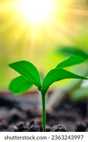 Young plant emerging from the soil with Sun offering its warmth through the light.