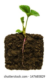 Young  Plant With Exposed Roots In Soil 