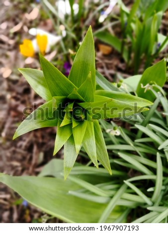 Young plant of Fritillaria imperialis (Crown Imperials, Kaiser's Crown) with long green pointy leaves making an elegant rosette in the garden in spring. Top view.