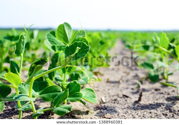 Young Plant Green Vegetable Peas Young Stock Photo Edit Now