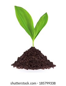 Young Plant In Ground Isolated On White Background