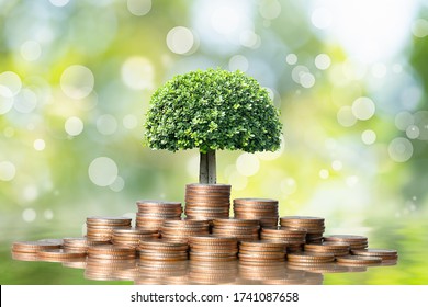 Young plant grow and coins stack, Pension fund, 401K, Passive income, Investment and retirement concept. savings and Business investment growth concept. Risk management.