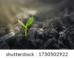 Young plant growing in black coal. Business revival concept.