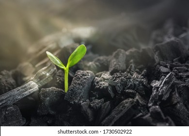 Young Plant Growing In Black Coal. Business Revival Concept.