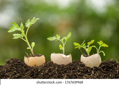 Young Plant Growing In Egg Shell In The Garden