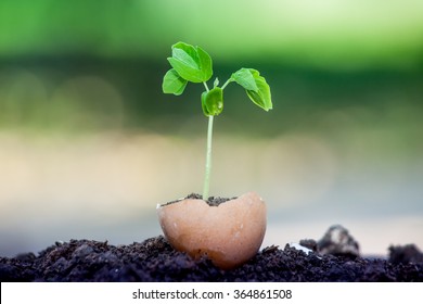 Young Plant Growing In Egg Shell