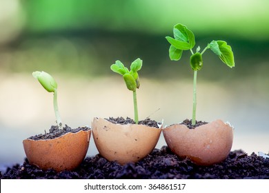 Young Plant Growing In Egg Shell