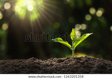 young plant growing in garden with sunlight