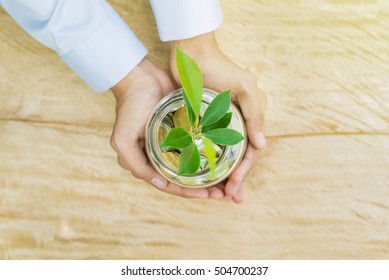 Young Plant Growing From Money (coins) In The Glass Jar Held By  Woman Hands