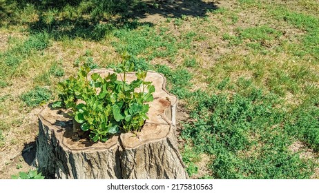 Young Plant Growing In Old Tree Stump.New Life Strenght And Development Concept - Young Poplar Sprout Growing From Tree Stump.