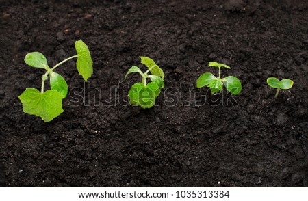 Young plant growing on the background of the earth , new life growth ecology business financial concept ,Earth Day