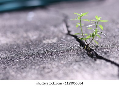 Young Plant Growing On Cracked Concrete. Sprout  Growing Out Of Old Concrete.