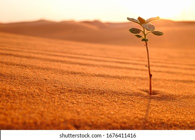 A Young Plant Growing On A Dry Desert Land At Sunrise. Sign Of Hope, New Life Beginnings, Bright Future And Spring Season Concept.