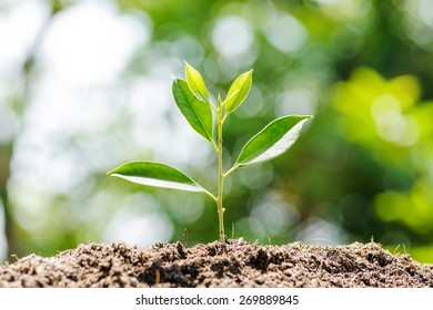 Young plant growing on dry soil with green background under the sunlight. Earth day concept - Shutterstock ID 269889845