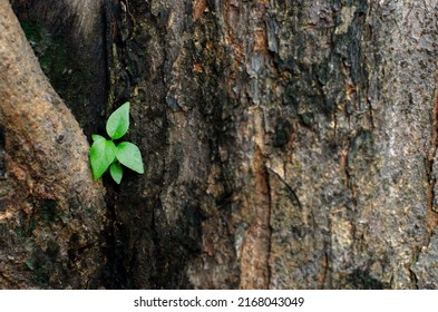 Young Plant Growing On Old Tree Stem, Rebirth Concept