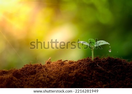Young plant growing on soil with drop water on leaf and splashing. Green sprout growth for saving energy for earth day concept