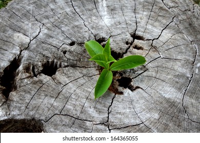 Young Plant Growing On Tree Stump, Hope Concept