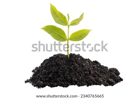 Young plant growing in pile of black soil. Cut out