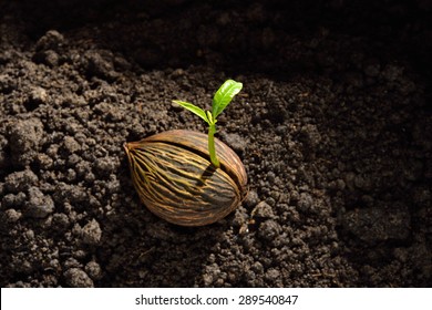 Young Plant Growing From Seed