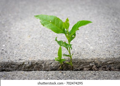 Young Plant Growing From Sidewalk Crack