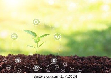 Young plant growing in soil against sunny background with 16 digital  nutrients icon which nessesary in plant life , Plant Nutrients,Macronutrients,Micronutrients. Agriculture concept,Smart farming