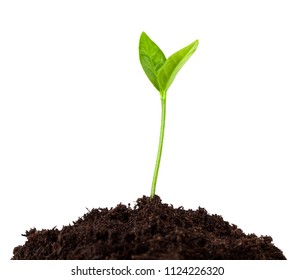 Young Plant Growing From Soil, Sprout Isolated On White Background, Clipping Path