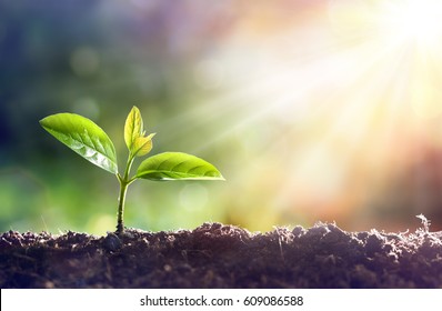 Young Plant Growing In Sunlight - Shutterstock ID 609086588