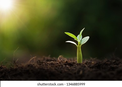 young plant growing with sunshine in nature