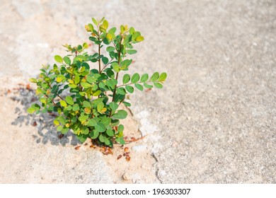 Young Plant Growing Through Crack In Concrete Pavement