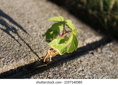 Young Plant Growing Through Crack In Sidewalk With Blurred Background. 