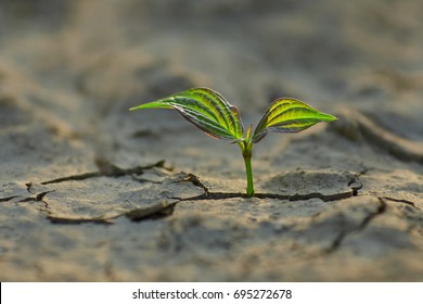 2,464 Plant grows through cracks ground Images, Stock Photos & Vectors ...