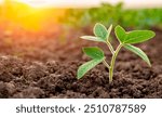 Young plant growth from spouts on black soil against shiny sun rays on background 