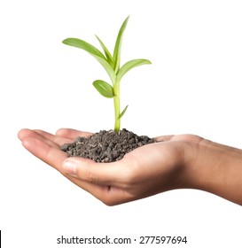 Young Plant In Hand Over White