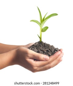 Young Plant Hand Over White Stock Photo 281248499 | Shutterstock