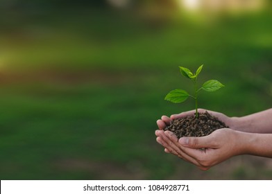 Young plant in hand. / Seedling are growing in the soil. - Shutterstock ID 1084928771