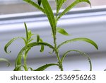 Young plant infested with aphids. Gypsophila seedlings